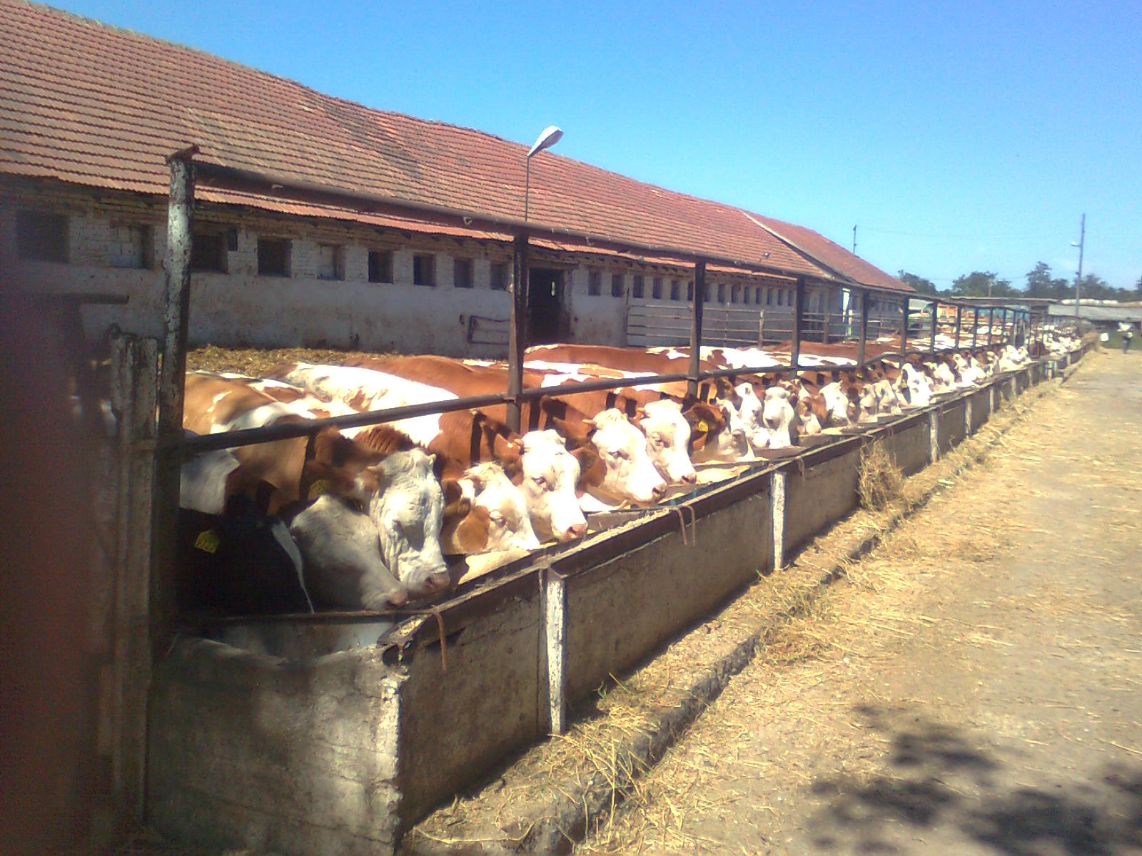 Farma