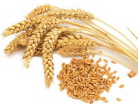 Wheat