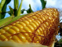 corn